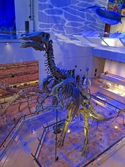 合川马门溪龙，恐龙化石标本，广东省博物馆自然资源展厅文物。