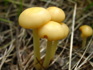 大兴安岭野生蘑菇，腊伞。001
