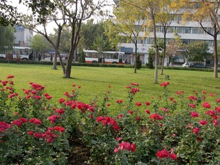 天津市中心公园：环绕草坪的月季花带，占地1.27公顷，呈圆形，是典型法国规则式人工园林（2004年11月）