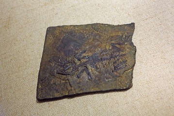 张和兽，化石标本，晚白垩纪，产地：辽宁，广东省博物馆自然资源展厅古生物文物。