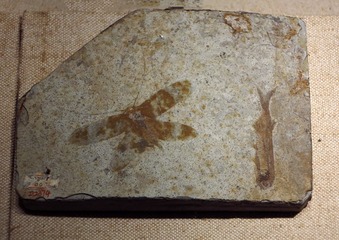 伏鸣螽化石标本，晚侏罗——早白垩纪，产地：辽宁，广东省博物馆自然资源展厅古生物文物。