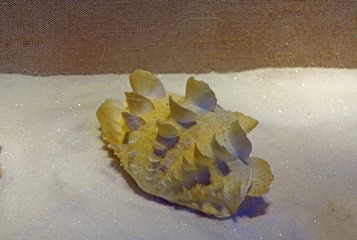 柠檬黄鲮片长砗磲，广东省博物馆自然资源展厅文物。001