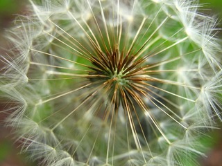 东北的蒲公英伞，蒲公英，别名，黄花地丁、婆婆丁、奶汁草。有清热解毒，消肿散结作用，主治热毒疮痈。