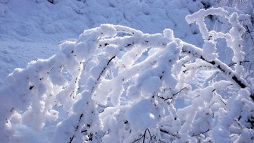 大兴安岭森林，树林，雪林，树挂，冬季，雾凇，树枝，冰霜，冰雪。