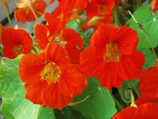 花卉：旱金莲是旱金莲科、旱金莲属植物，别名，旱荷、寒荷、金莲花、旱莲花、金钱莲、寒金莲。001