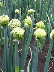大葱，别名：葱、生葱、葱白，百合科葱属植物葱。001
