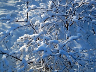 大兴安岭林海雪原，树枝霜枝，雾凇雪景。
