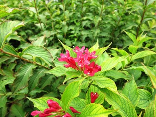 花卉：红王子锦带花，系锦带花的一个园艺品种，忍冬科。