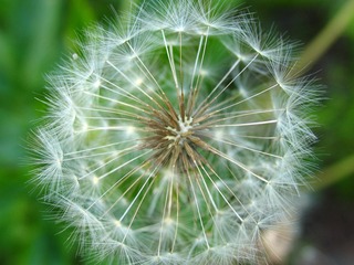 东北的蒲公英伞，蒲公英，别名，黄花地丁、婆婆丁、奶汁草。有清热解毒，消肿散结作用，主治热毒疮痈。001