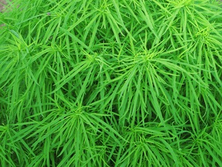 植物：扫帚菜，为石竹目，藜科。一年生草本植物，别名，地麦、落帚、扫帚苗、扫帚菜、铁扫靶。