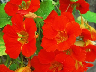 花卉：旱金莲是旱金莲科、旱金莲属植物，别名，旱荷、寒荷、金莲花、旱莲花、金钱莲、寒金莲。