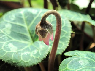 花卉：仙客来（花蕾），别名萝卜海棠、兔耳花、一品冠，报春花科仙客来属。