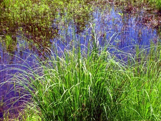 2004年6月19日，北纬52度、中俄界河额尔古纳河畔湿地水塘内草丛