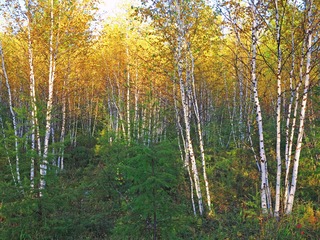 大兴安岭森林地理风光，秋季白桦林风景。006