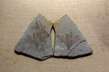 银杏叶，化石标本，中生代，产地：辽宁，广东省博物馆自然资源展厅古生物文物。