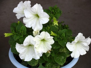 花卉，矮牵牛，别称：,碧冬茄，杂种撞羽朝颜、灵芝牡丹、毽子花、矮喇叭、番薯花、撞羽朝颜，茄科。内蒙古呼伦贝尔种植