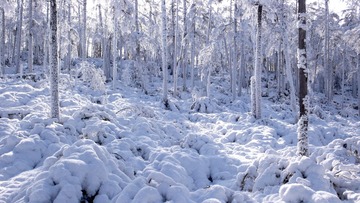 大兴安岭森林，树林，雪林，树挂，冬季，雾凇。