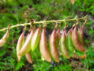 大兴安岭野生植物，野豌豆，豆科，野豌豆属。
