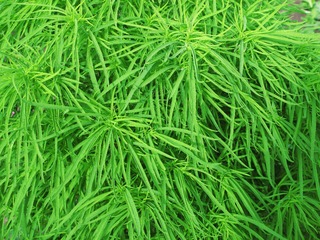 植物：扫帚菜，为石竹目，藜科。一年生草本植物，别名，地麦、落帚、扫帚苗、扫帚菜、铁扫靶。001