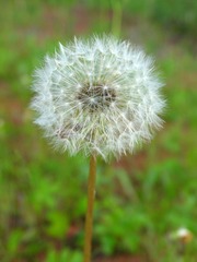 东北的野生植物蒲公英，别名，黄花地丁、婆婆丁、奶汁草。有清热解毒，消肿散结作用，主治热毒疮痈。