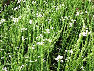 花卉：假龙头花，别名，随意草、囊萼花、棉铃花、伪龙头、芝麻花、虎尾花，唇形科。