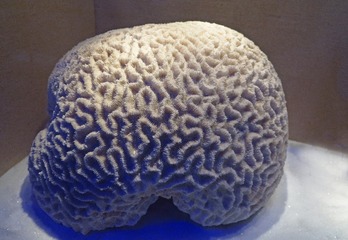 脑珊瑚，广东省博物馆自然资源展厅文物。