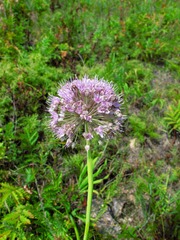 内蒙古呼伦贝尔野生植物花卉：野韭菜（韭菜花），别名：山韭、宽叶韭、岩葱等，百合科葱属植物。
