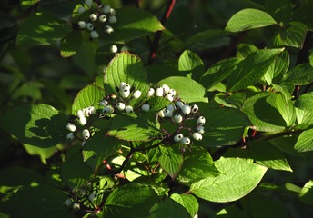 大兴安岭野生植物，红瑞木，山茱萸科，山茱萸属，学名Cornus alba L