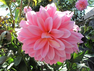 花卉：大丽花 Dahlia pinnata 。又名：大理菊、大丽菊、西番莲、洋芍药、天竺牡丹。