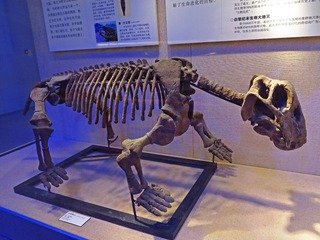 水龙兽，化石标本，早三叠世，产地：新疆，广东省博物馆自然资源展厅古生物文物。