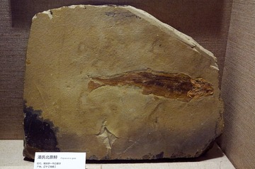 潘氏北票鲟化石标本，晚侏罗——早白垩纪，产地：辽宁，广东省博物馆自然资源展厅古生物文物。