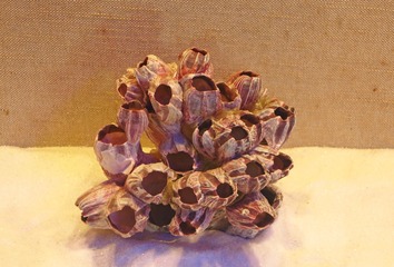 莲花群贝，广东省博物馆自然资源展厅文物。