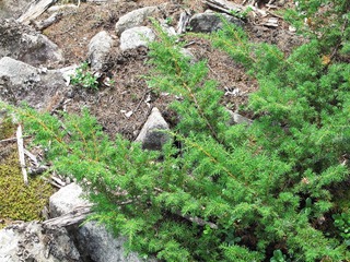大兴安岭野生植物，珍稀树种：兴安圆柏，别名兴安桧、阿日查，柏科植物。