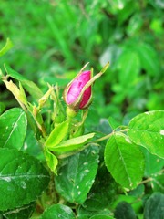 呼伦贝尔草原野生植物花卉：野蔷薇花蕾，别名：刺玫果、野玫瑰、山刺玫果，蔷薇科植物。