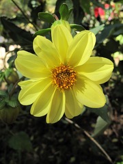 花卉：大丽花，别名，大理花、天竺牡丹、东洋菊、大丽菊、西番莲、地瓜花，菊科大丽花属，药材。