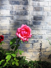 花卉：青砖墙与月季花，别名，月月花。