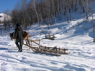 内蒙古北部边疆额尔古纳印象，冬季边塞小村，牛拉爬犁（雪橇）是边民的运输工具。