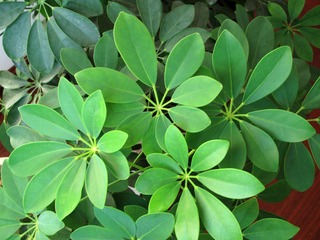 鹅掌柴，五加科鹅掌柴属植物。别名：发财树，手树、鸭脚木，小叶伞树，矮伞树，舍夫勒氏木。