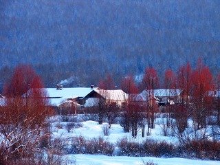 内蒙古呼伦贝尔北部，冬季的村庄雪景，红柳掩映下的山林人家。 - 