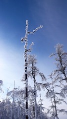 大兴安岭森林，树林，雪林，树挂，冬季，雾凇。001