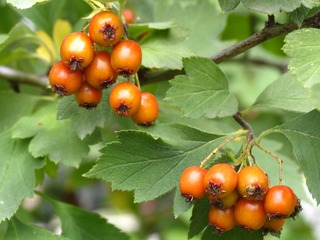大兴安岭野生植物，浆果，光叶山楂 Crataegus dahurica Schneid，蔷薇科山楂属植物。