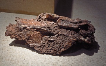 湖口兽，化石标本，古新世，产地：广东南雄，广东省博物馆自然资源展厅古生物文物。