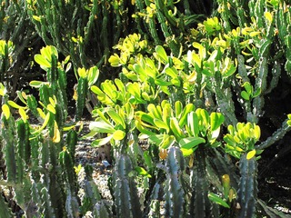 植物：麒麟掌，别 名： 麒麟角、玉麒麟，大戟科，大戟属。