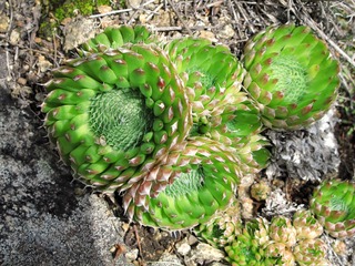 大兴安岭野生植物，瓦松，orostachys fimbriatus，景天科瓦松属植物。