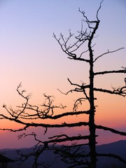 内蒙古扎兰屯市冬季风光，暮色，枯树，树枝。