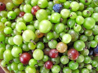 大兴安岭野生植物，野果，水葡萄，也叫水葡萄茶藨 Ribes procumbens ，学名矮茶藨。