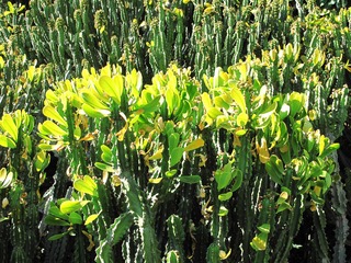 植物：麒麟掌，别 名： 麒麟角、玉麒麟，大戟科，大戟属。001