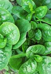 植物：落葵，别名，蔠葵、蘩露、藤菜、胭脂豆、木耳菜、潺菜、豆腐菜、紫葵、胭脂菜、蓠芭菜，落葵科，落葵属一年生缠绕草本。