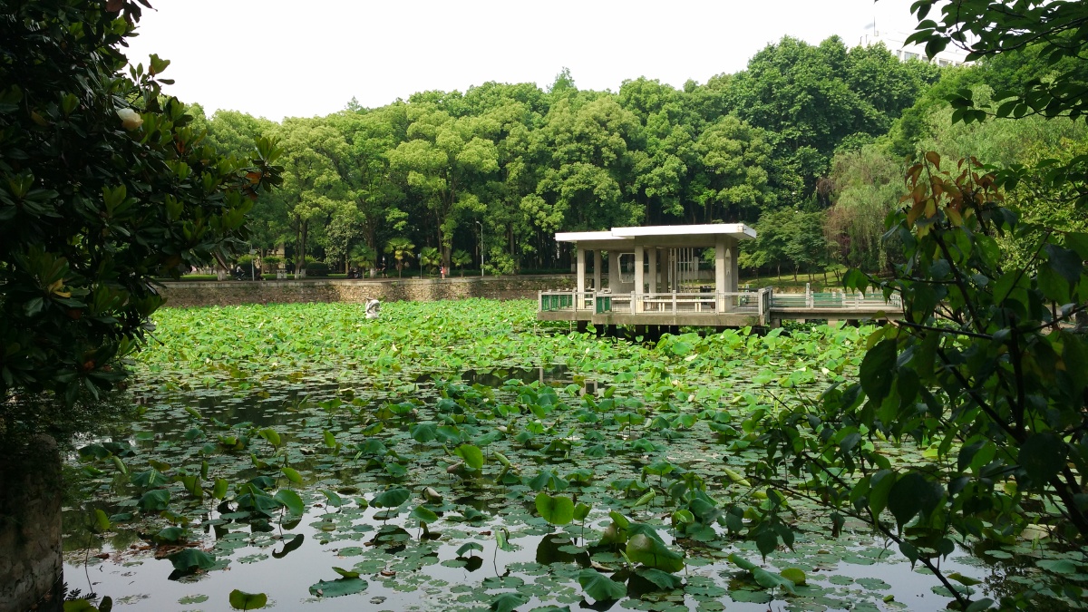 武汉九峰山森林公园,华中科技大学,武汉街道口川流不息的车辆夜景随拍