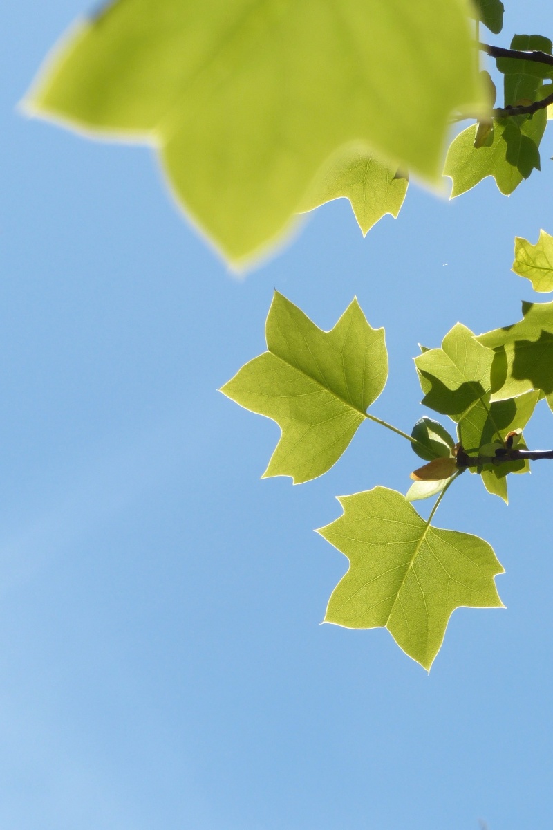 初夏梧桐 只需阳光 无需滤镜